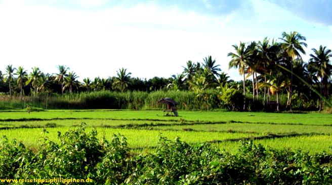 Leyte, Reisfelder