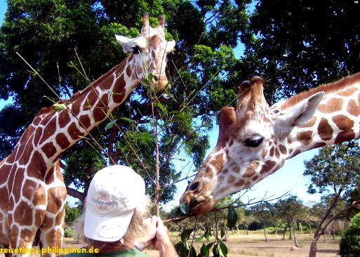 Giraffen im Calauit Safari Park, Busuanga