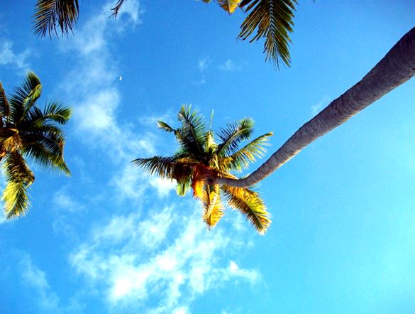 palms and sky