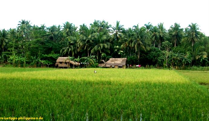 Reisfelder im Hinterland des Dancalan Strandes bei Donsol