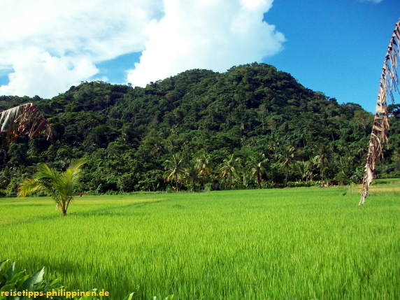 Reisfelder, Catanduanes