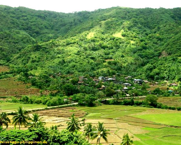 Reisfelder bei Genitligan, Catanduanes